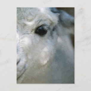 Lama Postcard