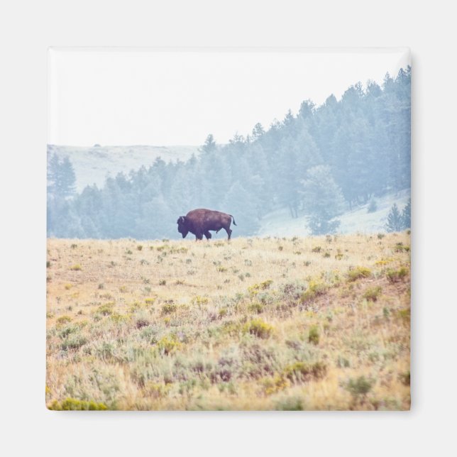 Lamar Magnet (Front)