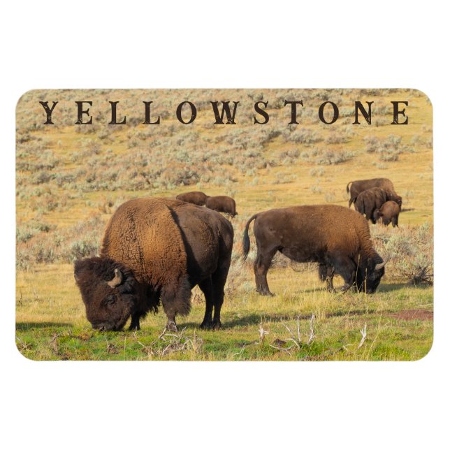 Lamar Valley Bison Yellowstone National Park Magnet (Horizontal)