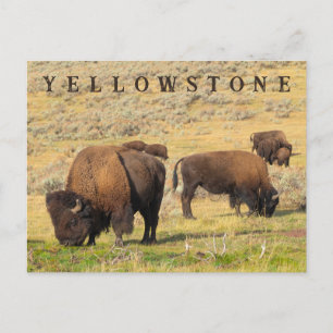 Lamar Valley Bison Yellowstone National Park Postcard