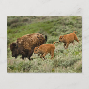 Lamar Valley Mini Stampede Postcard