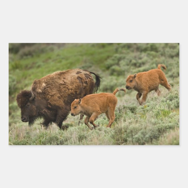 Lamar Valley Mini Stampede Rectangular Sticker (Front)