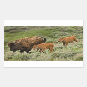 Lamar Valley Mini Stampede Rectangular Sticker