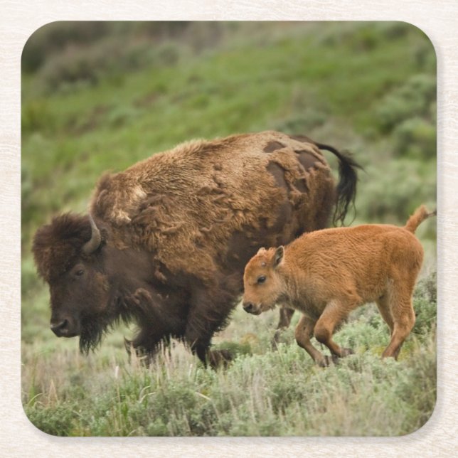 Lamar Valley Mini Stampede Square Paper Coaster (Front)