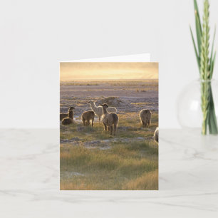 Lamas in the Sunset Card