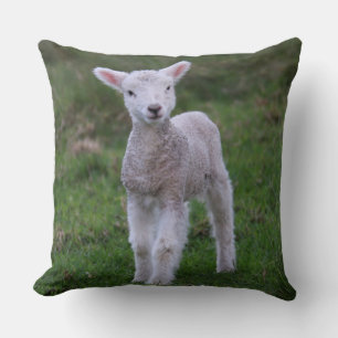 Lamb Baby Sheep Farm Animal Cushion