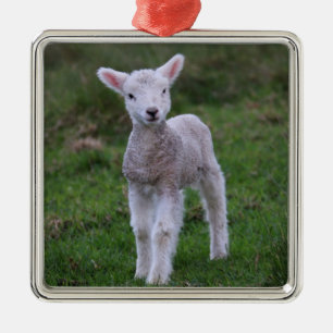 Lamb Baby Sheep Farm Animal Metal Ornament