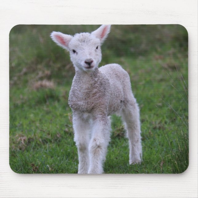 Lamb Baby Sheep Farm Animal Mouse Pad (Front)
