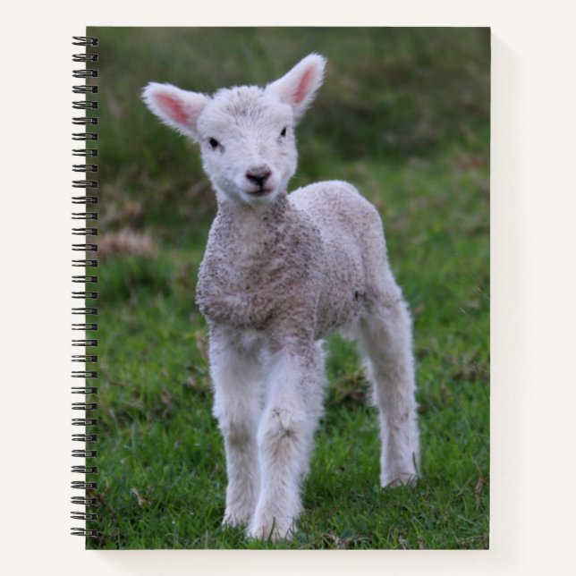 Lamb Baby Sheep Farm Animal Notebook (Front)