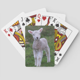 Lamb Baby Sheep Farm Animal Playing Cards