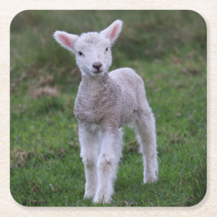Lamb Baby Sheep Farm Animal Square Paper Coaster