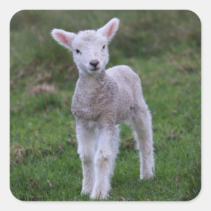 Lamb Baby Sheep Farm Animal Square Sticker