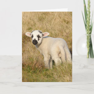 Lamb Birthday card