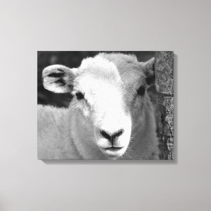 LAMB CANVAS PRINT