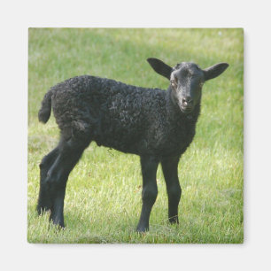 Lamb from Gotland sheep magnet