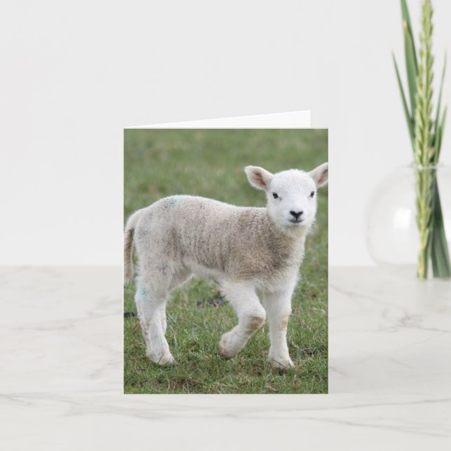 Lamb Holiday Card (Front)