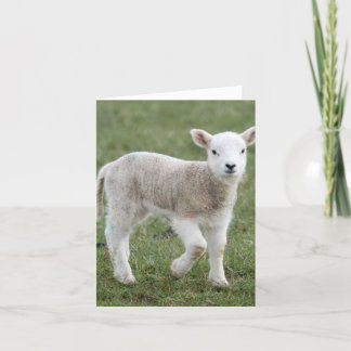 Lamb Holiday Card