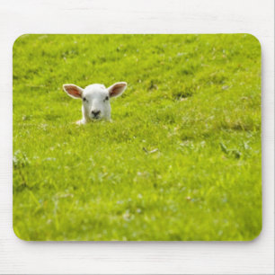 lamb in a dip mouse pad