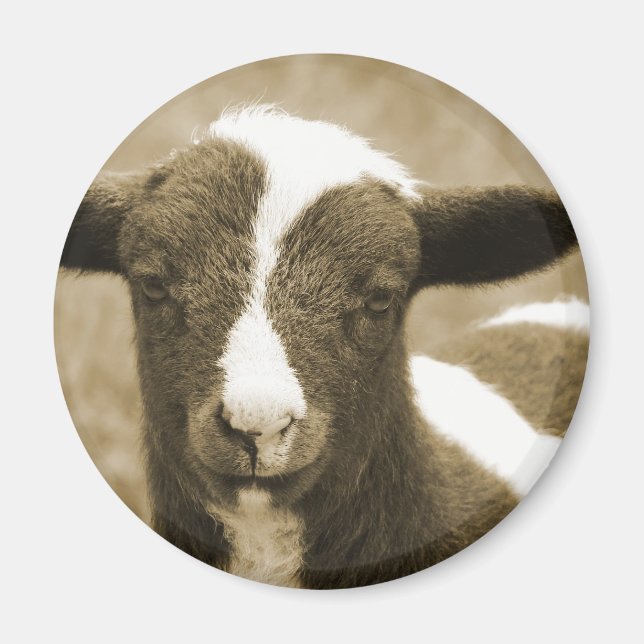 Lamb in Sepia  Magnet (Front)