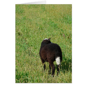Lamb in the Hay Meadow