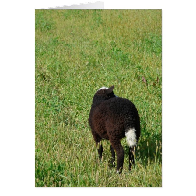 Lamb in the Hay Meadow (Front)