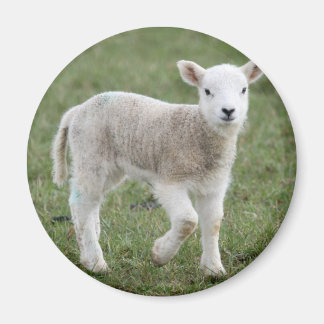 LAMB MAGNET