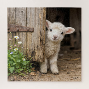 Lamb Peeking Around a Barn Door Jigsaw Puzzle
