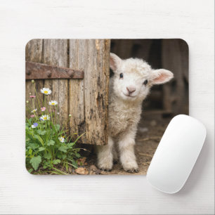 Lamb Peeking Around a Barn Door Mouse Pad