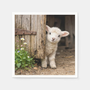 Lamb Peeking around a Barn Door Napkin