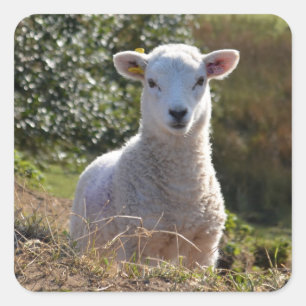 Lamb Photo Stickers