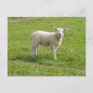 Lamb Postcard