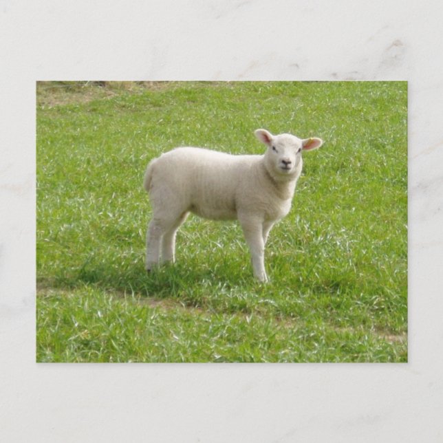 Lamb Postcard (Front)