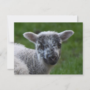Lamb postcard
