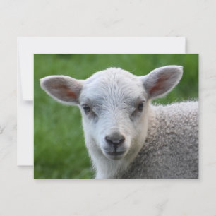 Lamb postcard