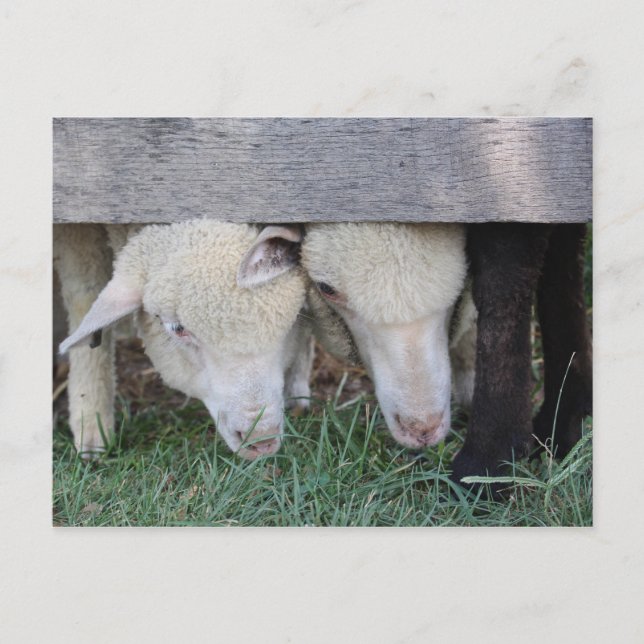 Lamb postcard (Front)