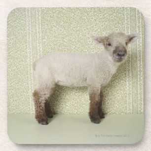Lamb Standing Indoors, and Floral Wallpaper Coaster
