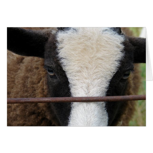 Lambchops (Front Horizontal)