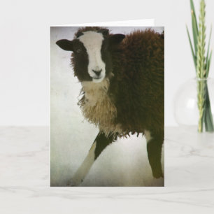 Lambchops Card