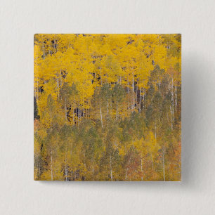 Lambert Hollow, aspen trees 15 Cm Square Badge