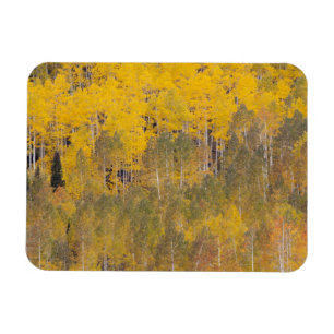 Lambert Hollow, aspen trees 2 Magnet