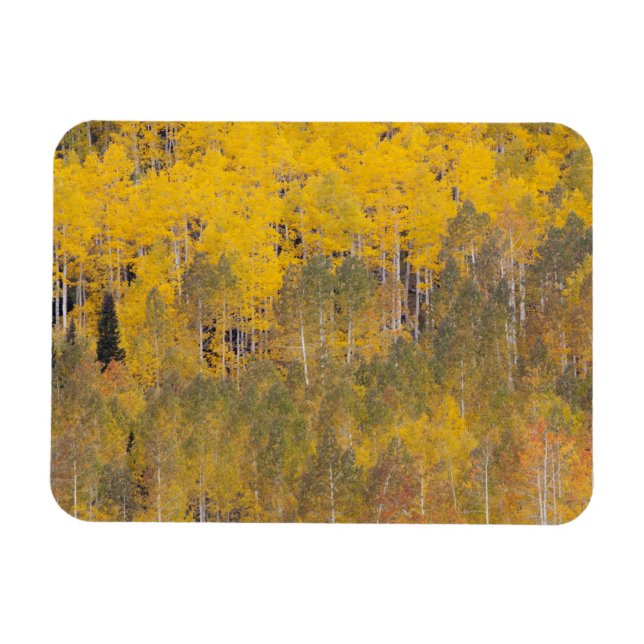 Lambert Hollow, aspen trees 2 Magnet (Horizontal)