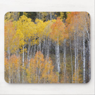 Lambert Hollow, aspen trees 3 Mouse Pad