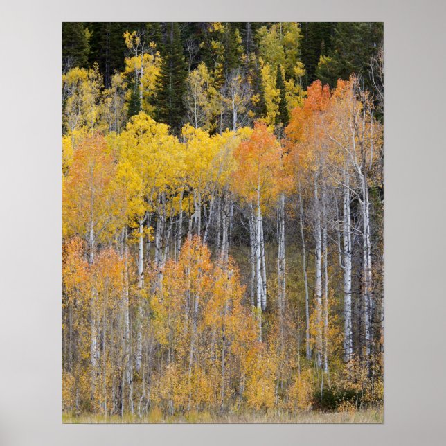 Lambert Hollow, aspen trees 3 Poster (Front)