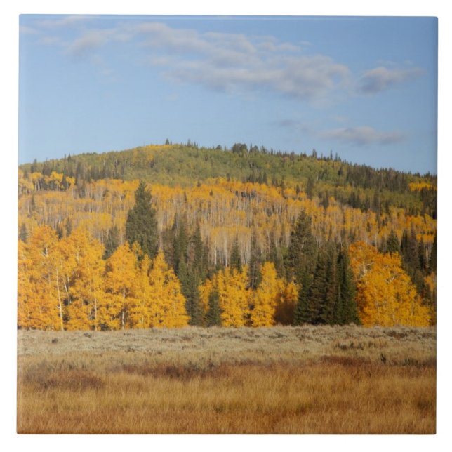 Lambert Hollow, aspen trees Ceramic Tile (Front)