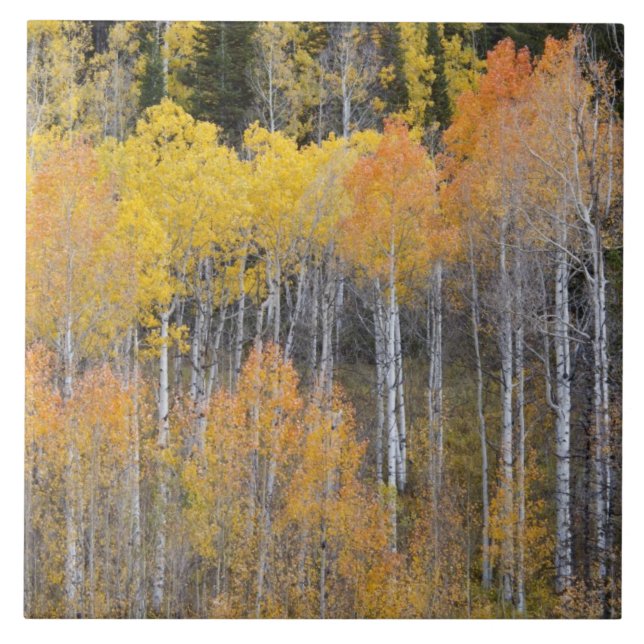Lambert Hollow, aspen trees Ceramic Tile (Front)