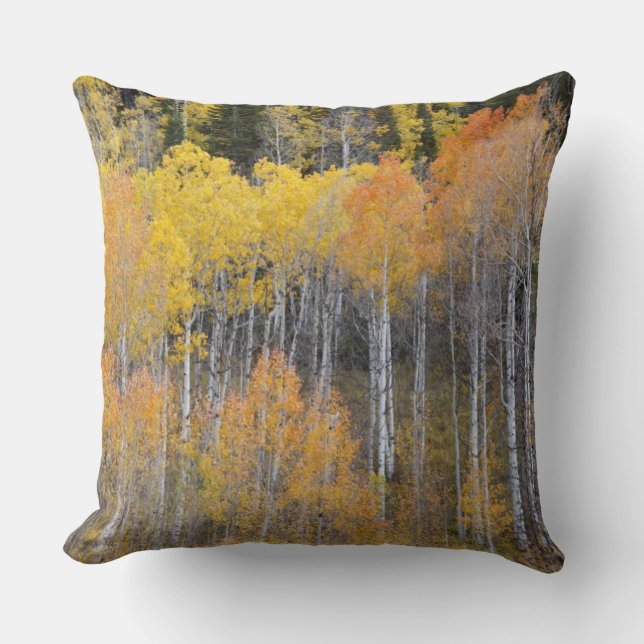 Lambert Hollow, aspen trees Cushion (Front)