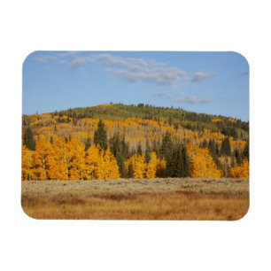 Lambert Hollow, aspen trees Magnet