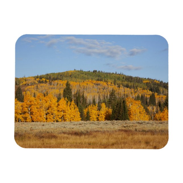 Lambert Hollow, aspen trees Magnet (Horizontal)