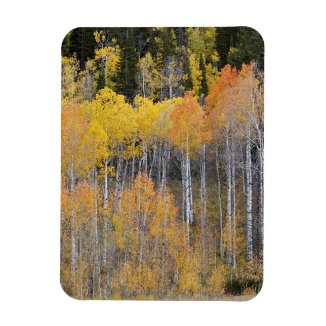 Lambert Hollow, aspen trees Magnet (Vertical)