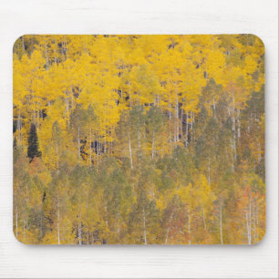 Lambert Hollow, aspen trees Mouse Pad